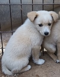 양구군유기동물보호소_442432202500014